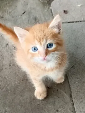 Котики ищут дом Донецк