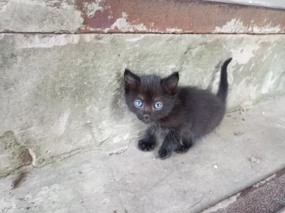 Рыжие котята ищут дом Донецк