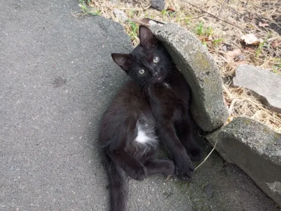 Чёрный котёнок ищет дом Донецк