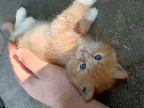 Рыжие котята ищут дом Донецк