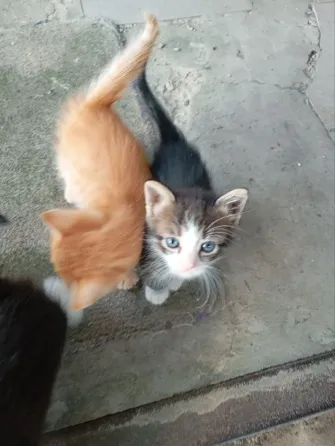 Котики ищут дом Донецк