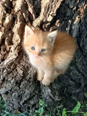 Рыжие котята ищут дом Донецк