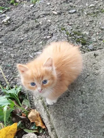 Рыжие котята ищут дом Донецк