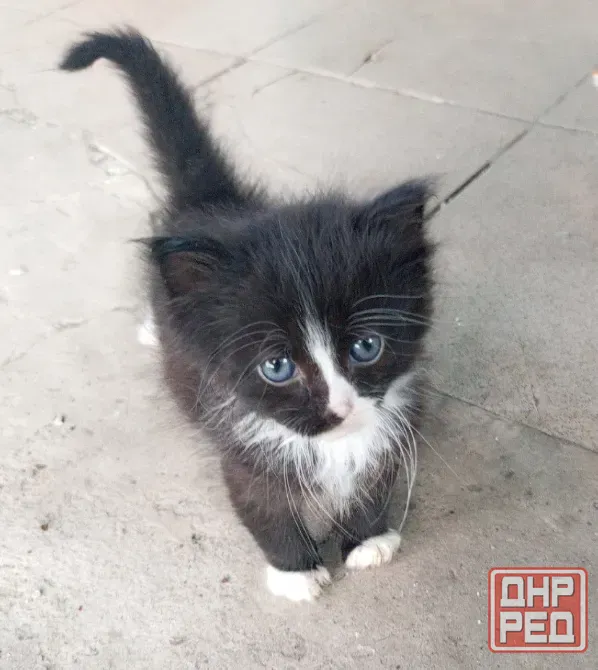Котики ищут дом Донецк - изображение 5