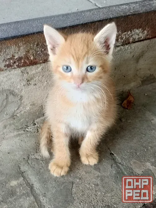 Рыжие котята ищут дом Донецк - изображение 5