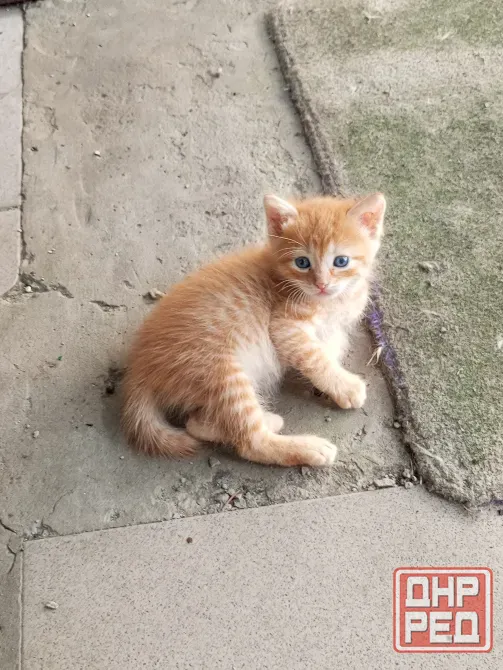 Котики ищут дом Донецк - изображение 3
