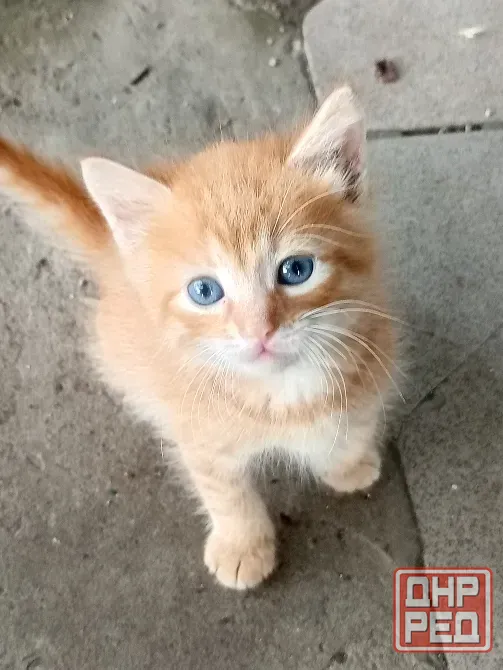 Котики ищут дом Донецк - изображение 1