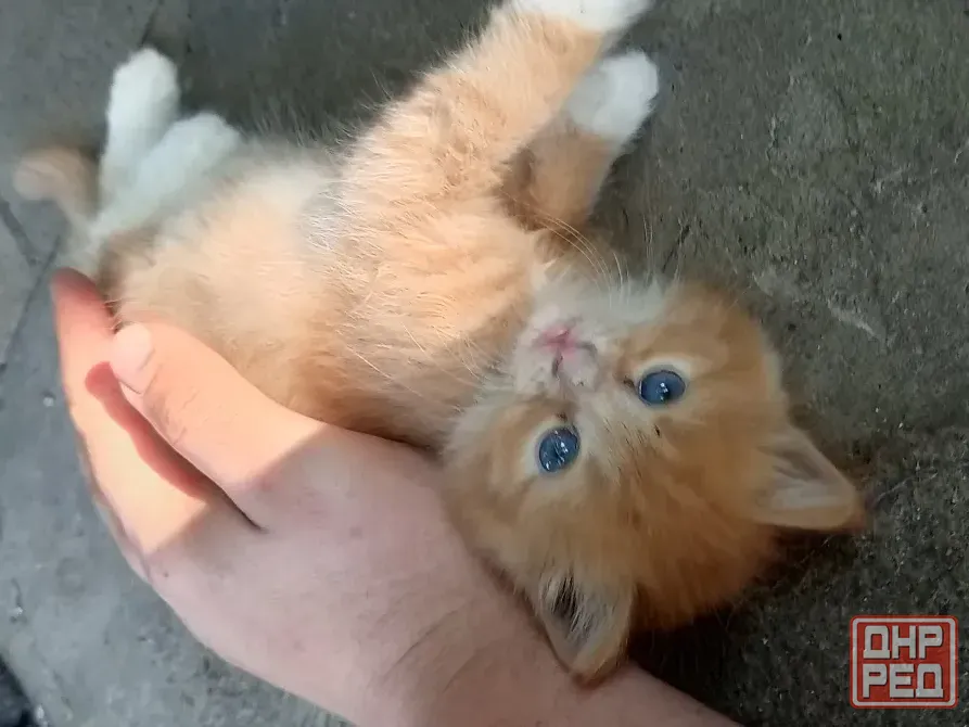 Рыжие котята ищут дом Донецк - изображение 3