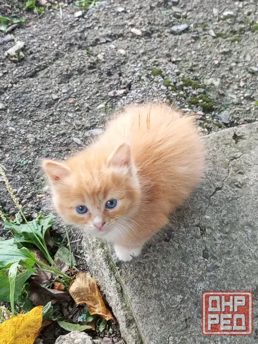 Рыжие котята ищут дом Донецк - изображение 2