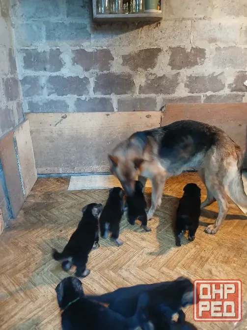 Продам щенков Мариуполь - изображение 4