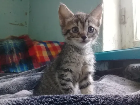 Котенок Девочка Котёнок Макеевка