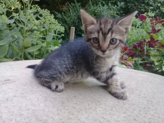 Котенок Девочка Котёнок Макеевка
