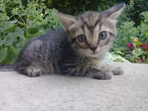 Котенок Девочка Котёнок Макеевка