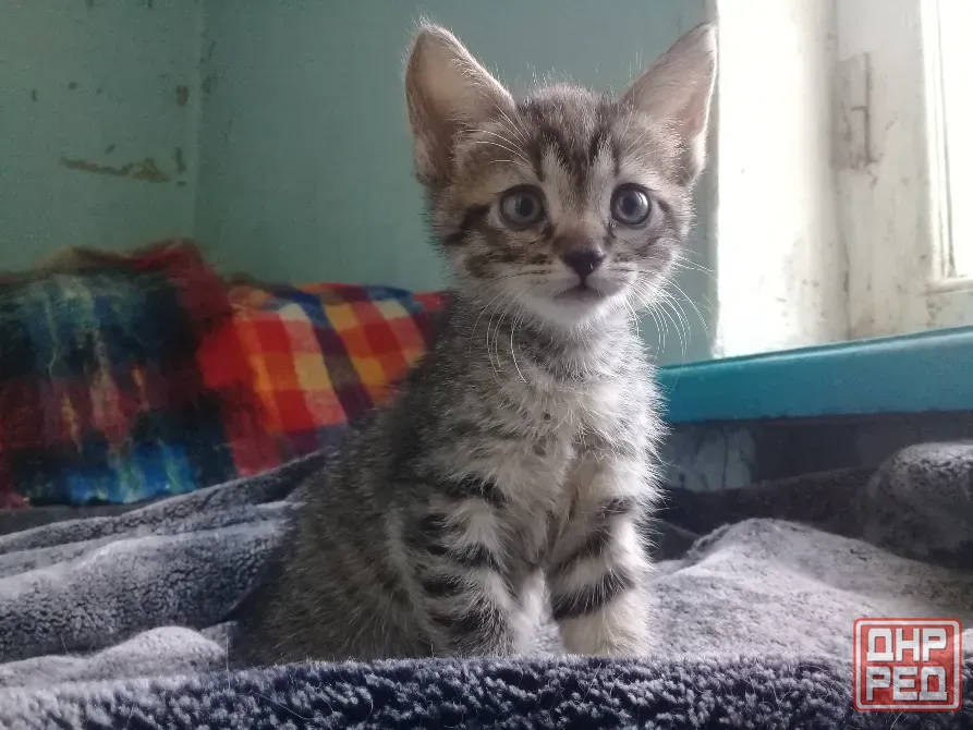 Котенок Девочка Котёнок Макеевка - изображение 4