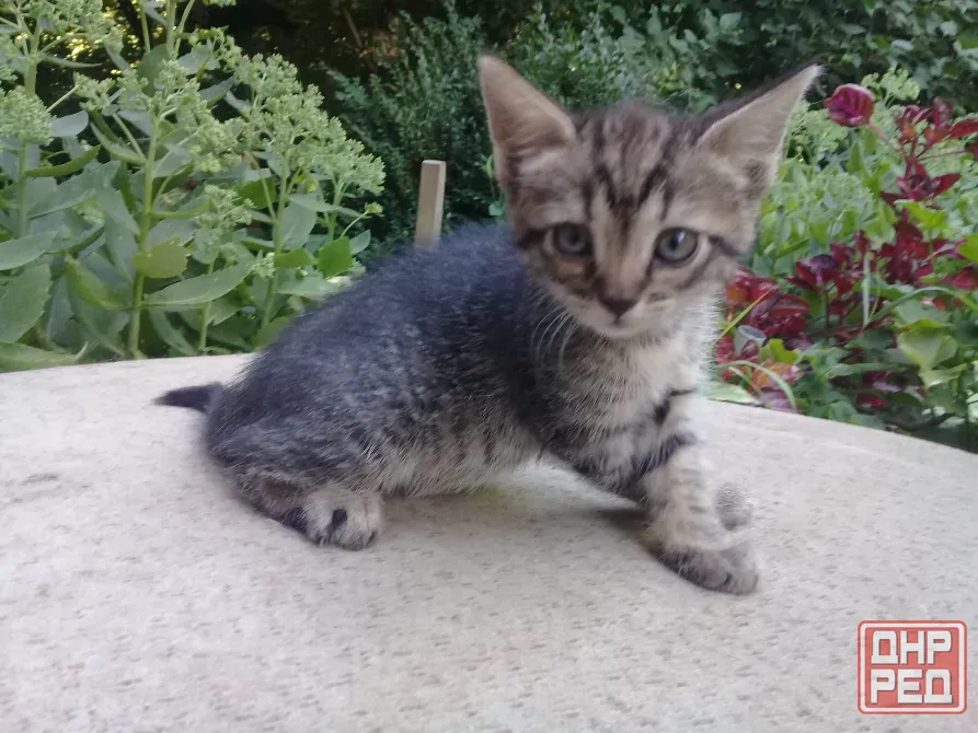 Котенок Девочка Котёнок Макеевка - изображение 3