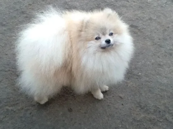 Продам щенка шпиц Донецк
