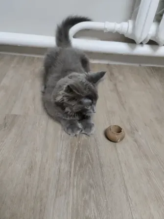 Котёнок Мейн Кун Донецк