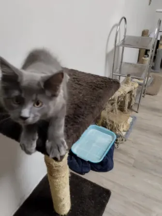 Котёнок Мейн Кун Донецк