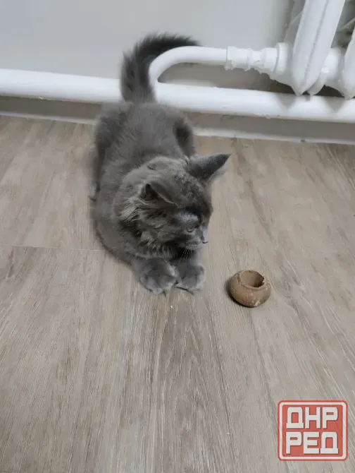 Котёнок Мейн Кун Донецк - изображение 2