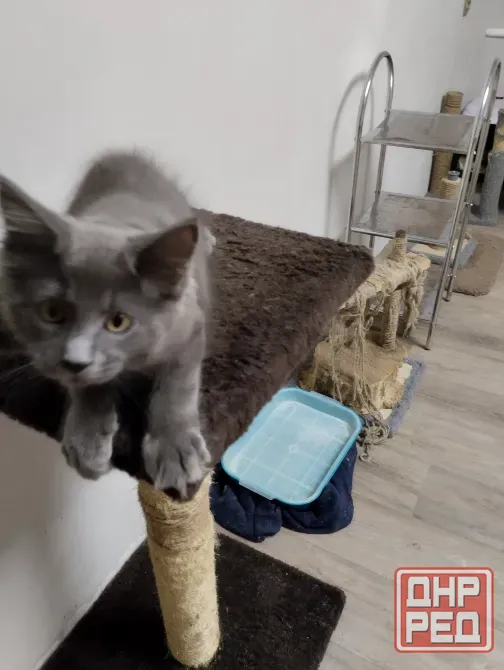 Котёнок Мейн Кун Донецк - изображение 1