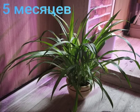 Хлорофитум Донецк