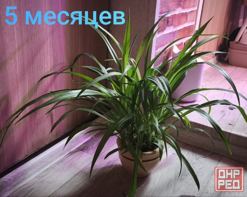 Хлорофитум Донецк - изображение 5