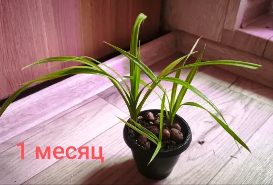 Панданус Донецк