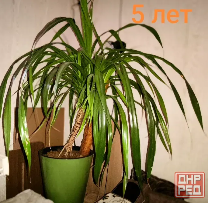 Панданус Донецк - изображение 1