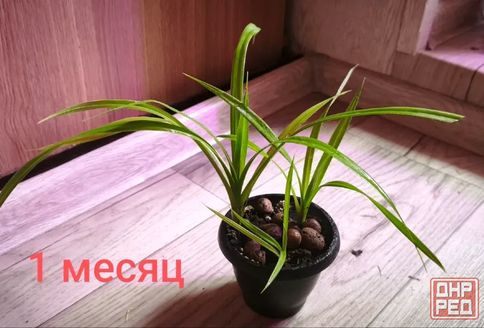 Панданус Донецк - изображение 2
