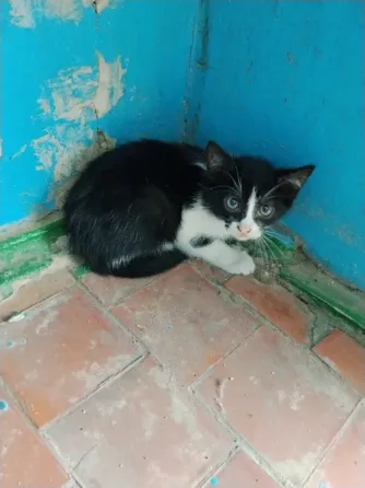 Котенок ищет дом Макеевка