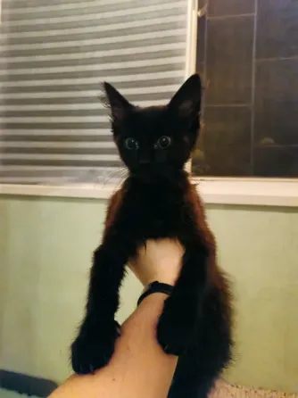 Кошечка в добрые руки Донецк