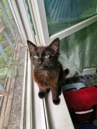 Кошечка в добрые руки Донецк