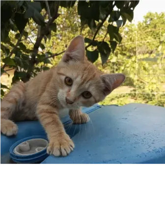 Отдам котят в хорошие руки Макеевка