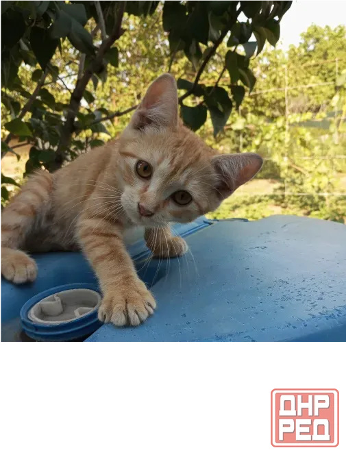 Отдам котят в хорошие руки Макеевка - изображение 1