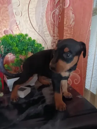Щенки продажа Донецк