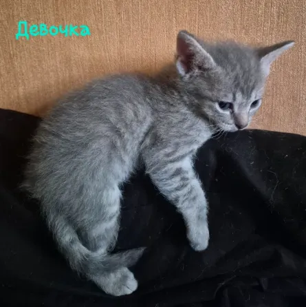Отдам в добрые руки Донецк