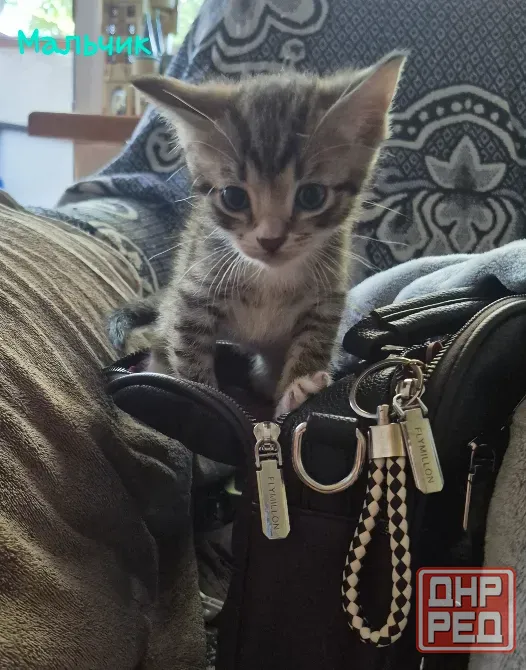 Отдам в добрые руки Донецк - изображение 1