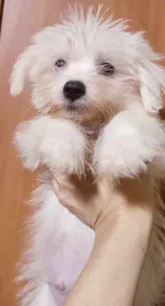 Мальчик мальтезе ищет семью Донецк