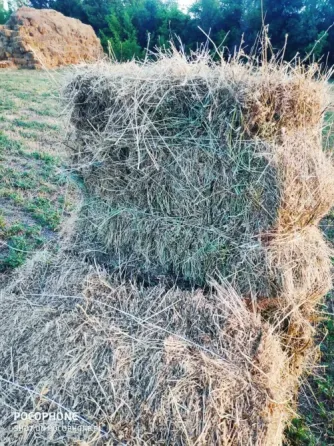 Сено луговое с люцерной Донецк