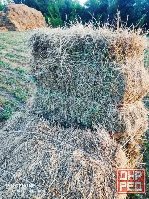 Сено луговое с люцерной Донецк - изображение 1