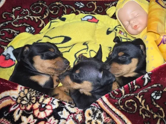 Щенки цвергпинчера Донецк