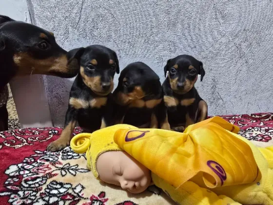 Щенки цвергпинчера Донецк