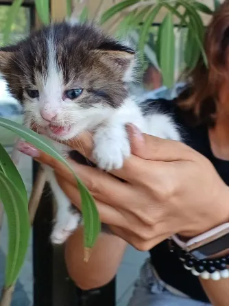 Заберите котят Донецк
