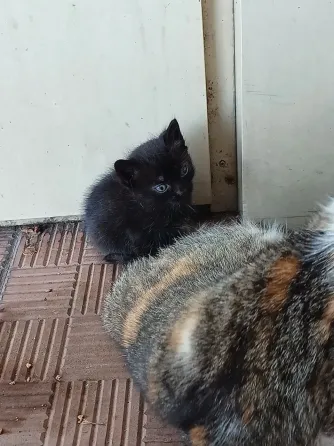 Заберите котят Донецк