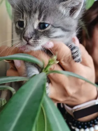Заберите котят Донецк