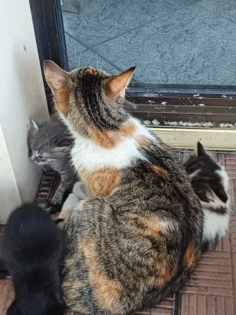 Заберите котят Донецк