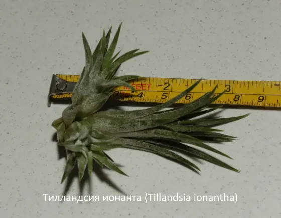 Атмосферные тилландсии из личной коллекции Донецк