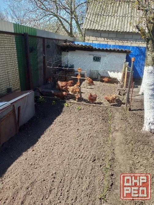 Продажа дачи для круглогодичного проживания Макеевка - изображение 5
