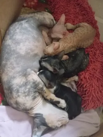 Котята сфинкс Мариуполь