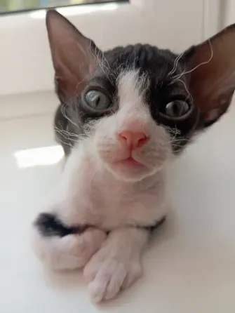 Котята сфинкс Мариуполь